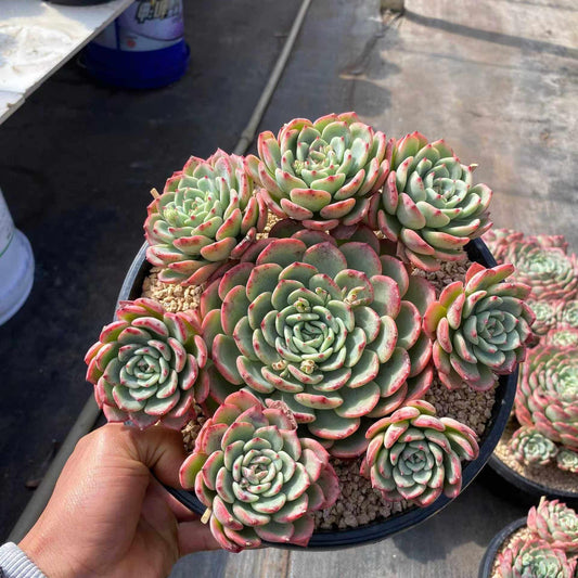 360037 シャルモン