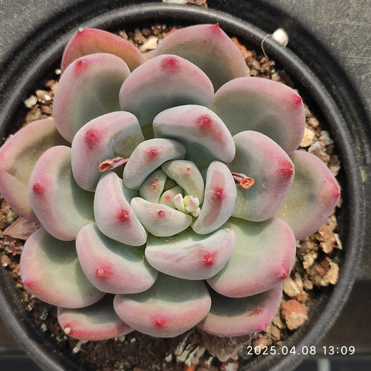 WWA360 フレベル Hyb（50cm pot）