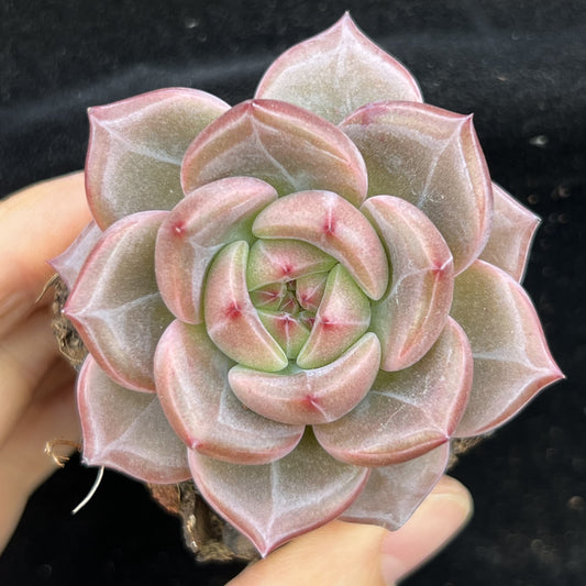 BL2009 シャンペン（7cm pot）