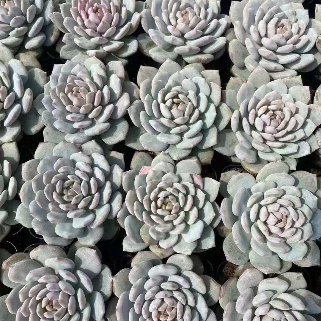BL1873 スターモンロー（7cm pot）
