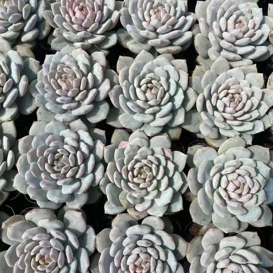 BL1873 スターモンロー（7cm pot）