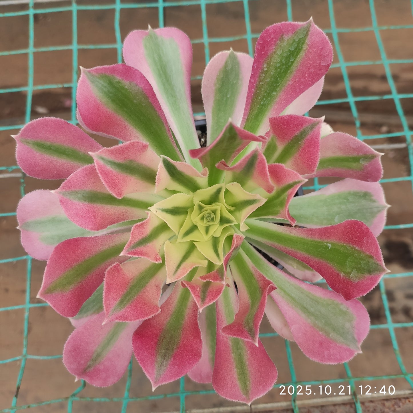 MMY1323 ウィッチ（5.5cm pot）