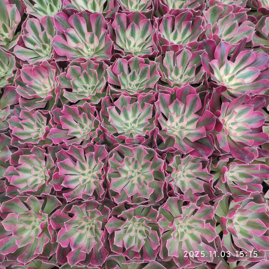 19096 フラワリー　ライフ（7cm pot）