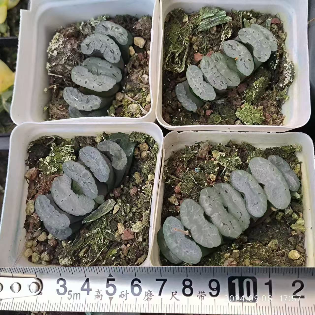 13181 電影デンエイ