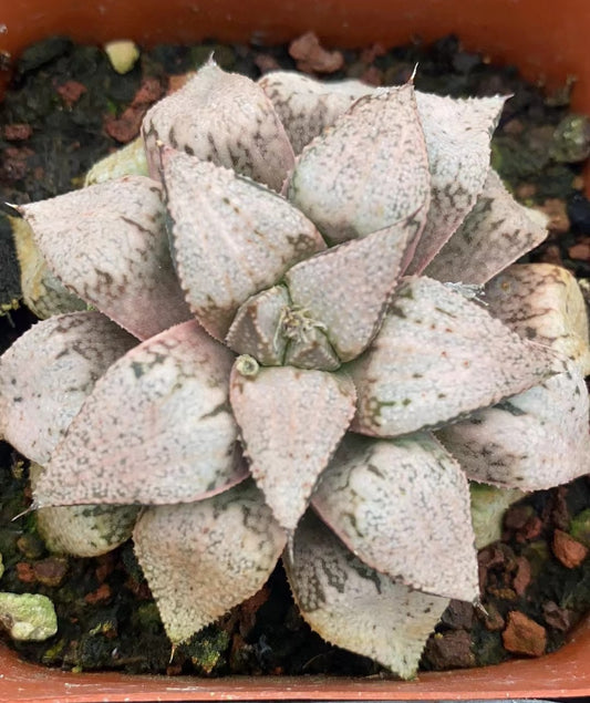 CS110 白泉殿サボテン (7cm pot)