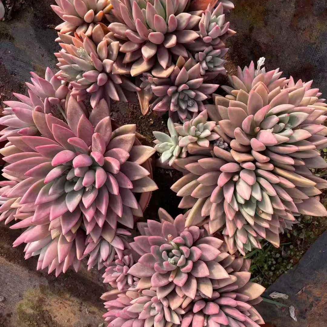 259791 ルビードナ