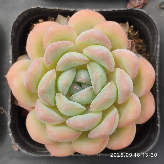 LMM351 ナーシャス（6.5cm pot）