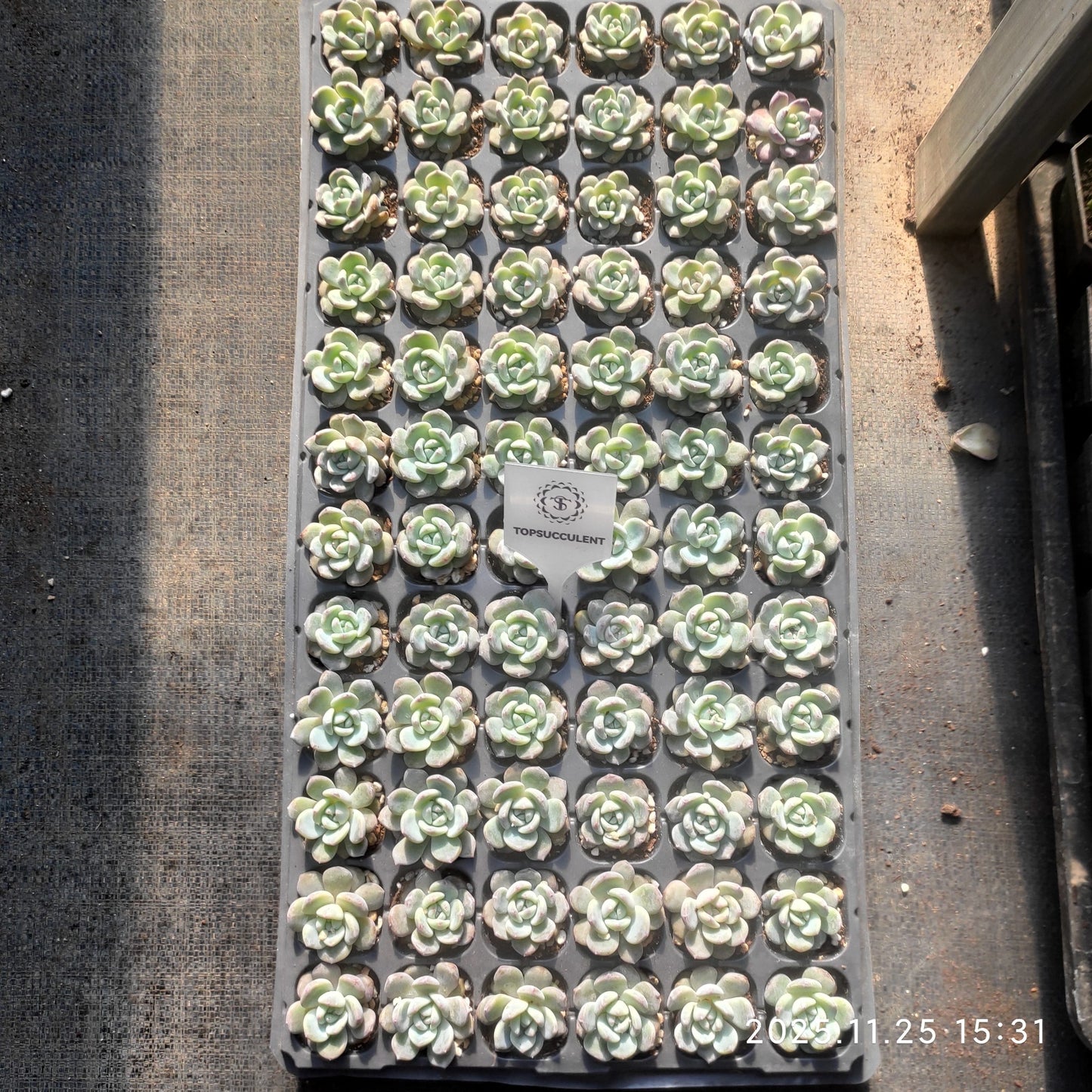 21743 オレンジ　モンロー（3cm pot）（ポット苗）