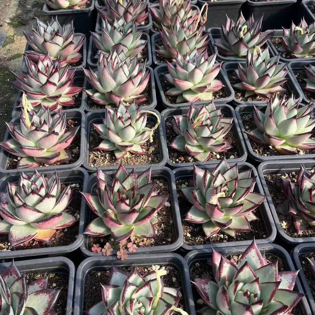 26176 ダークロード