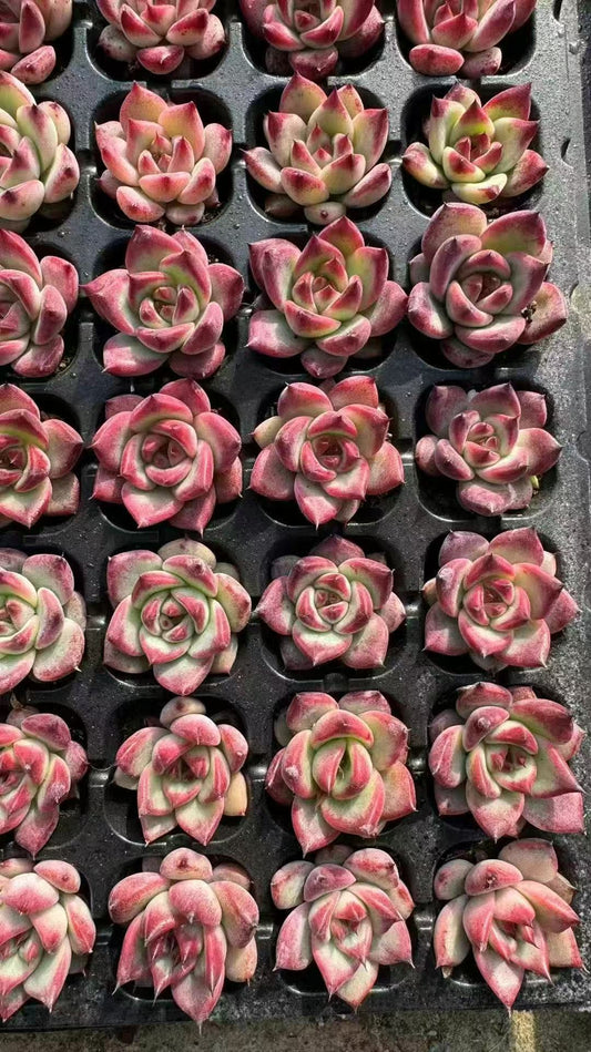 XS957 アクエリアス(3cm pot)