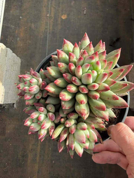 26535 コーンポッピー