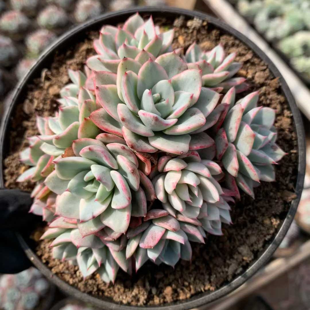 26222 ピーチス＆クリーム錦