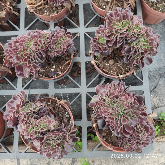 ZXX350 アーボーリーウム　ベルア綴化（12cm pot）