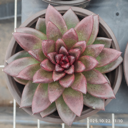 THH018 プレンティローズ（12cm pot）