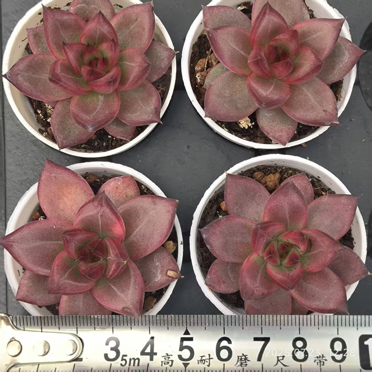 XL110 ロカ（6.5 cm pot）