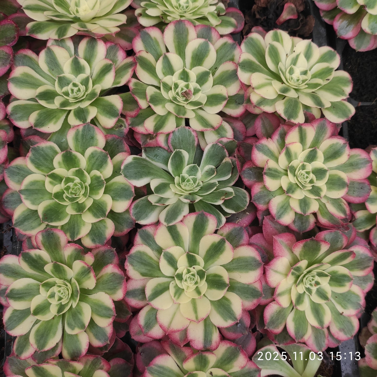 22312 フェース　パウダー（6cm pot）