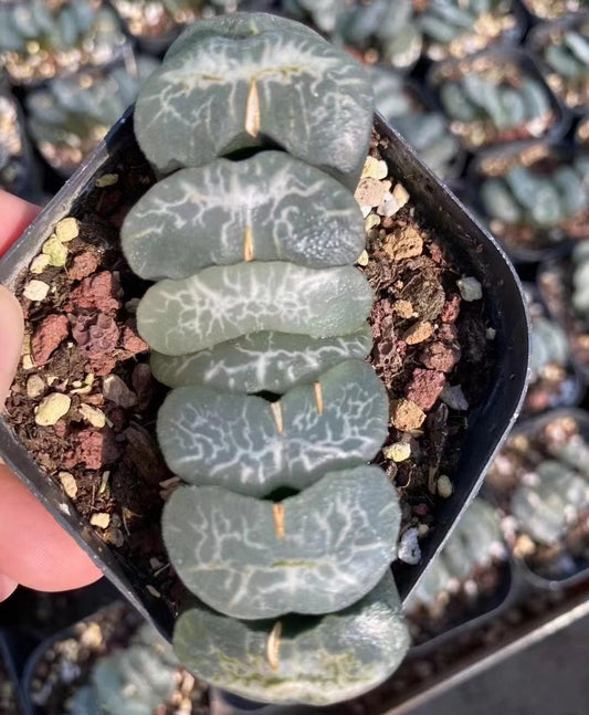 1657 トランケイト　マガタマ（7cm pot）