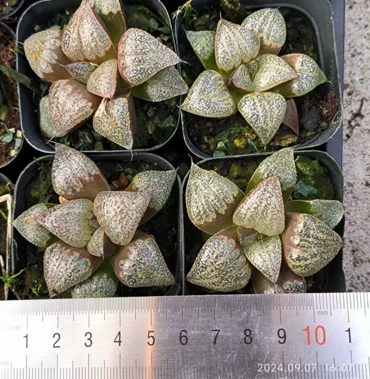 13156 ピンクパ一ル