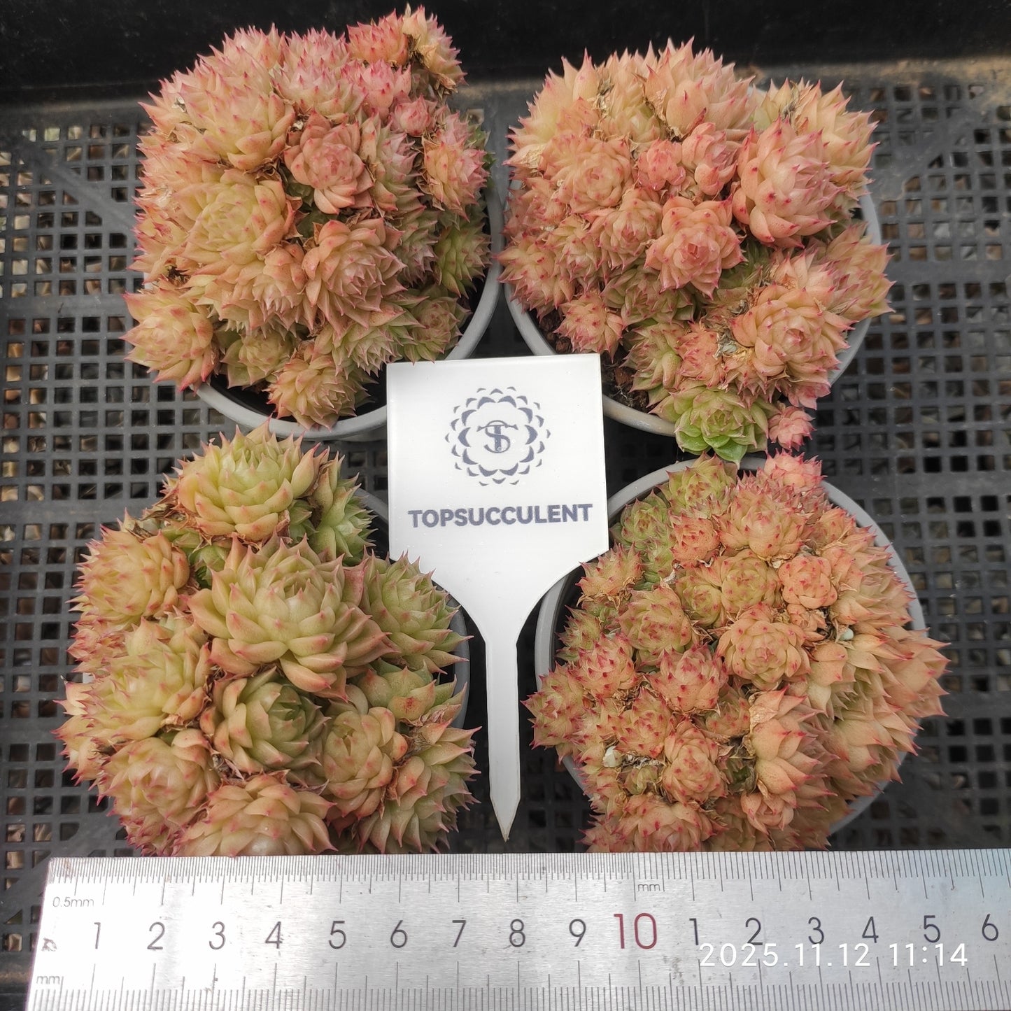 18286 ワイト　ソーダー x マルギャン（9cm pot）