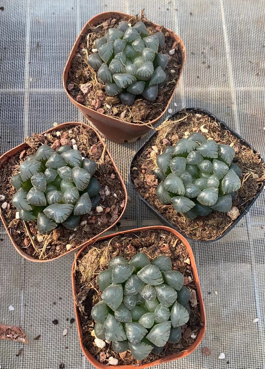 CS142 ドドソンオプツ一サ (7cm pot)