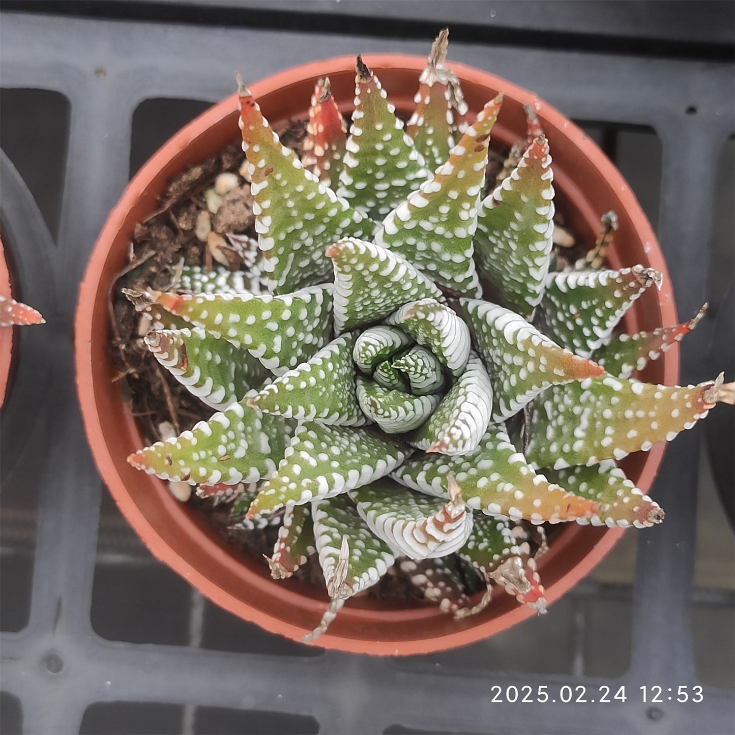 ZXX274 十二燈 (9cm pot)