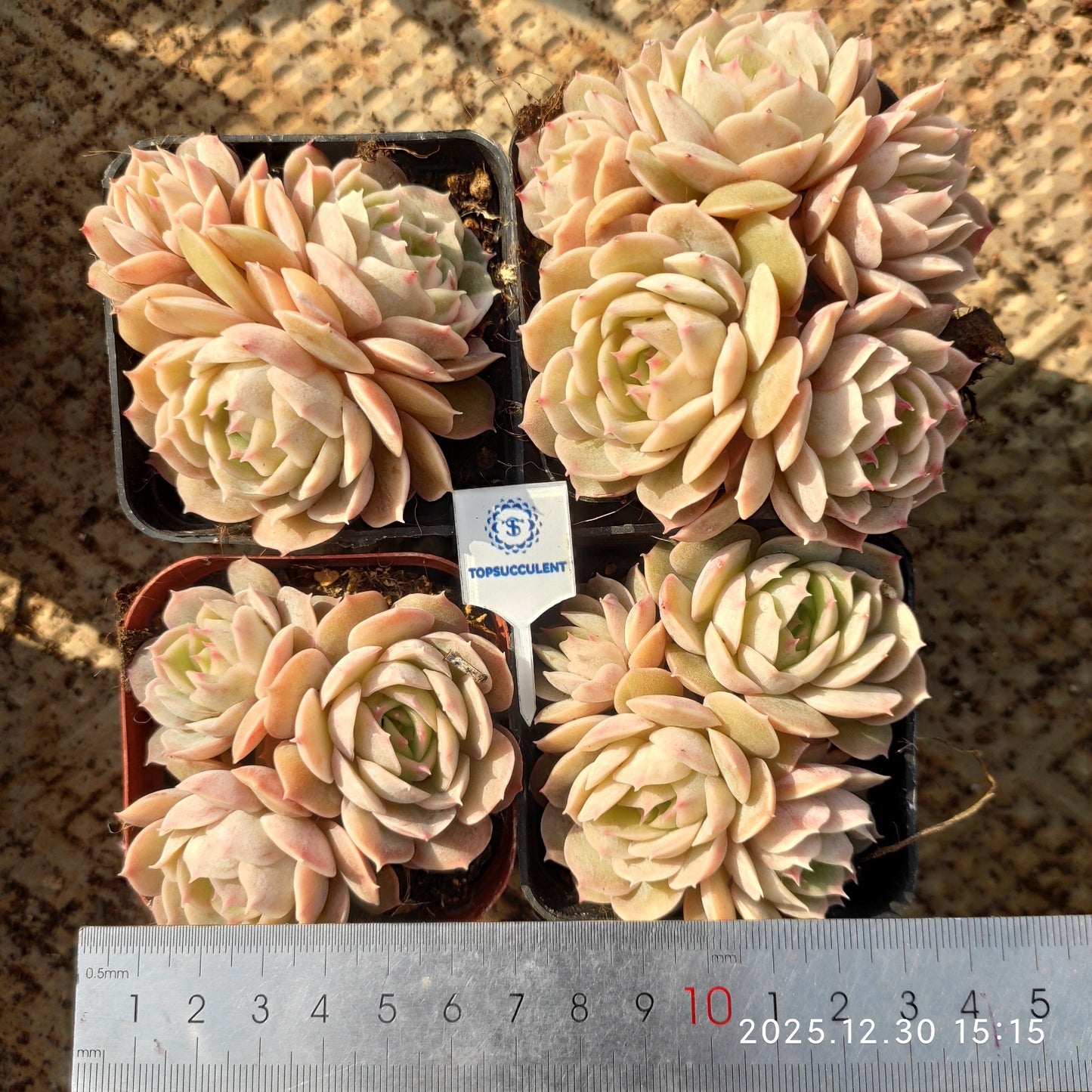 24133 オウンスロー