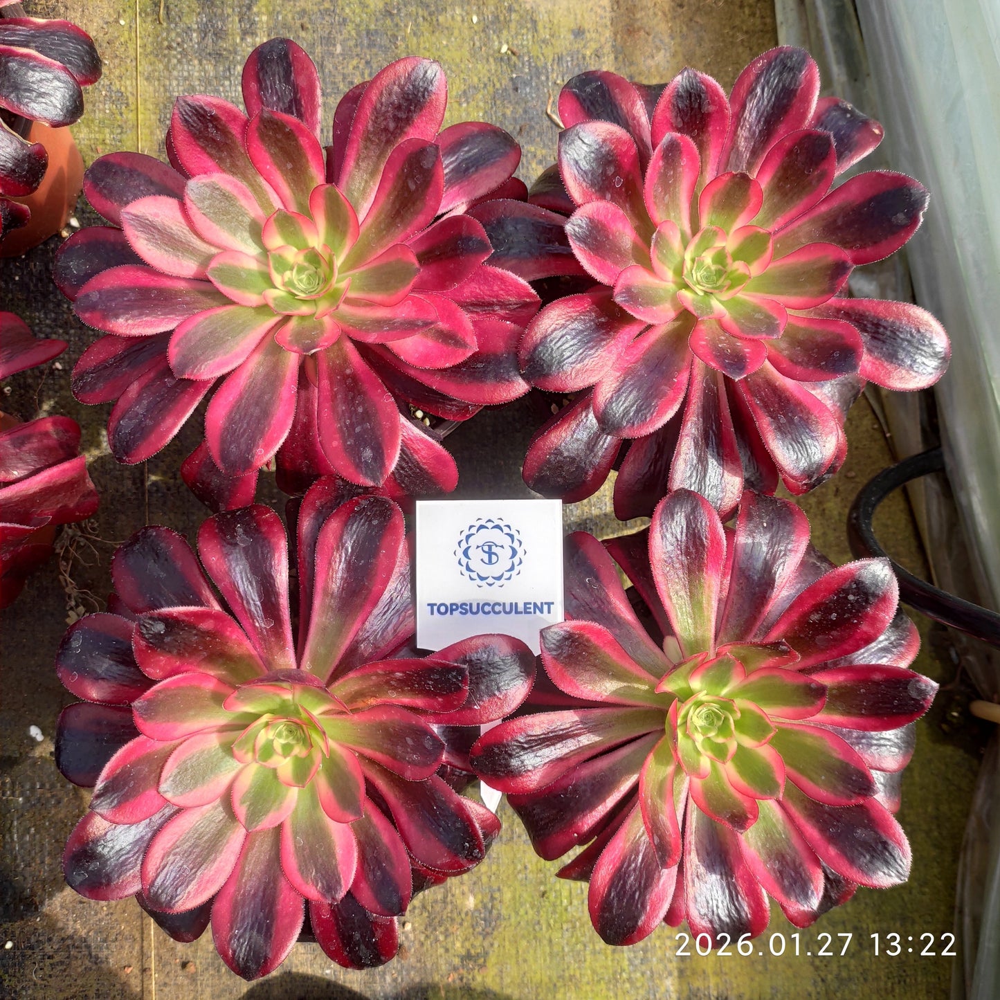 23224 アエオニウム　メデューサ