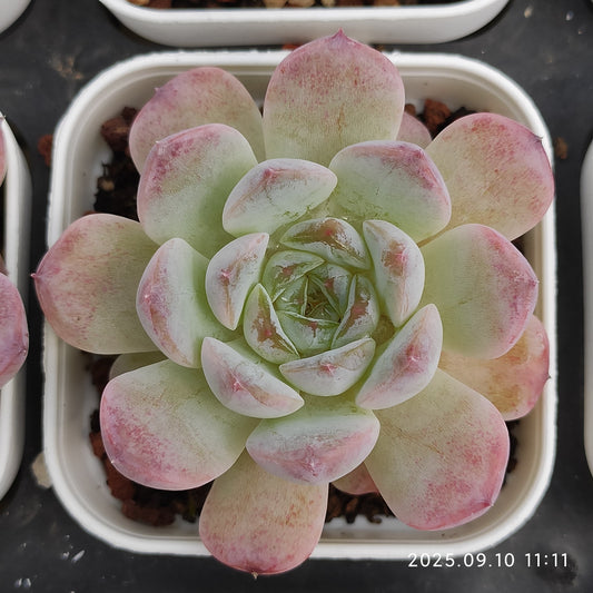 HG065 アメイジング　グレース x ジェイド　バタフライ（7cm pot）