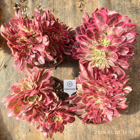 BC009 アエオニウム　ウィッチ綴化