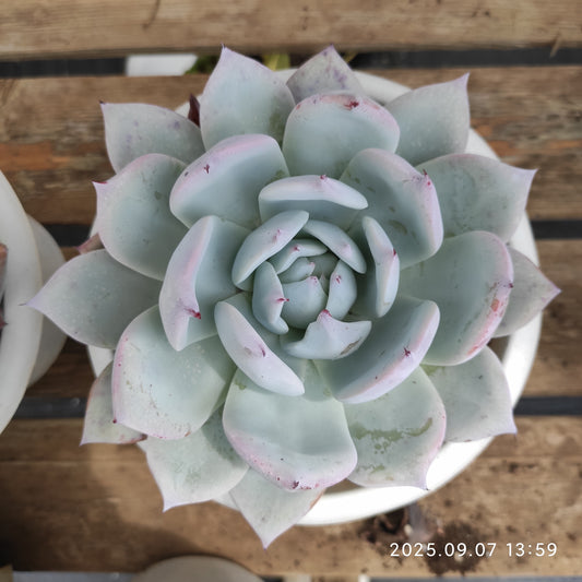 JYY003 ワイルドコロラータ（18cm pot）