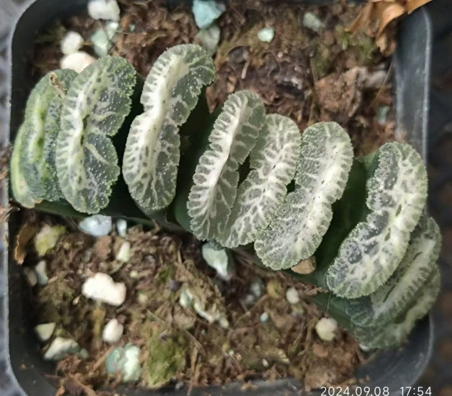 13176 大雪山 ダイセツザン