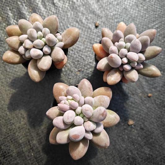 MMT680 オレンジスノーボール(5.5cm pot)
