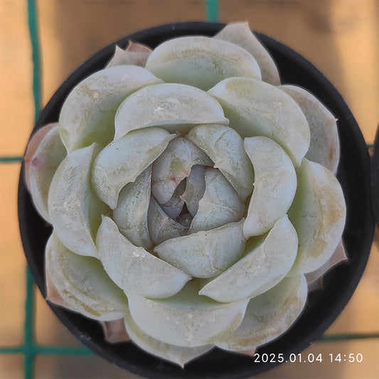 MMY621 マキアート （5.5cm pot）