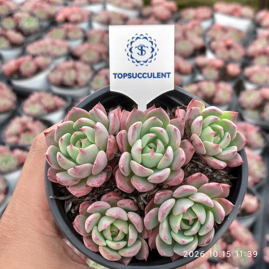 20572 ナナウクミニ