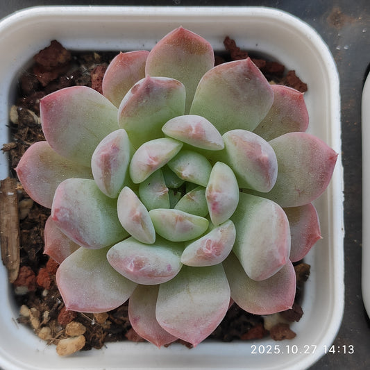 HG145 アリエルHyb（7cm pot）