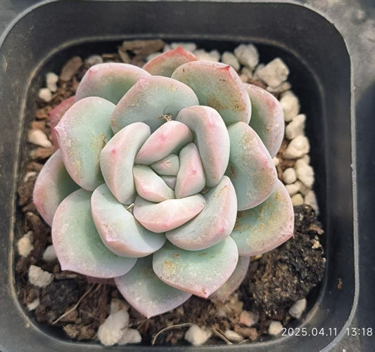 RDD401 スノーナイト Hyb（6.5 cm pot）