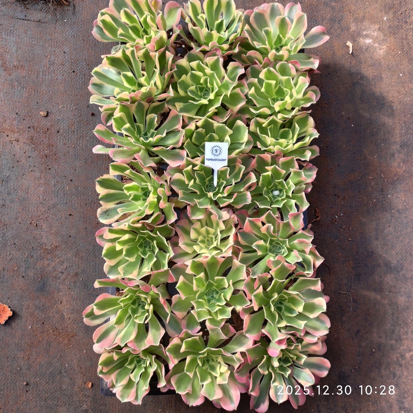 T1320 アエオニウム リバーストーンズ