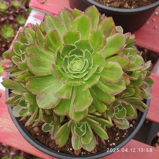 YF431 カロフル　ランターンズ（500cm pot）