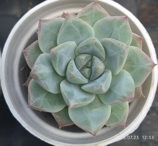 XL103 ブルーバード Hyb（5cm pot）