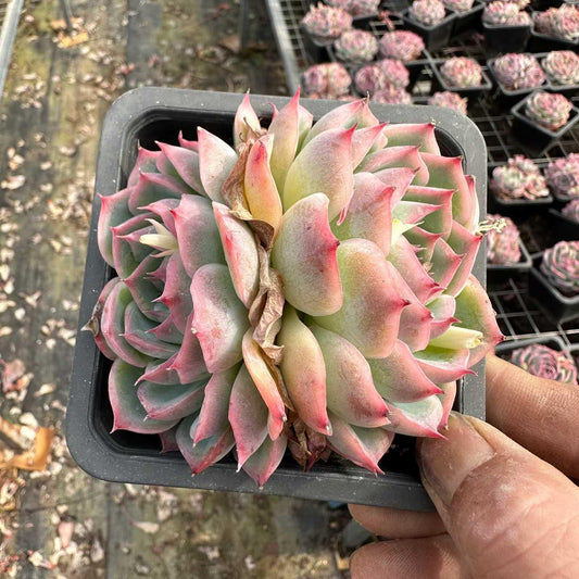 24337 シルエット