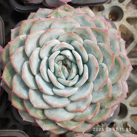NGN518 チャンテカイル （12cm pot）