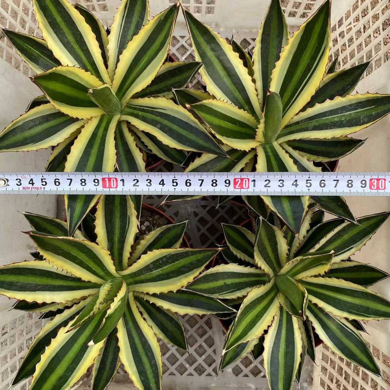 LJHH024 ロファンサ 錦　五色万代（16cm pot）