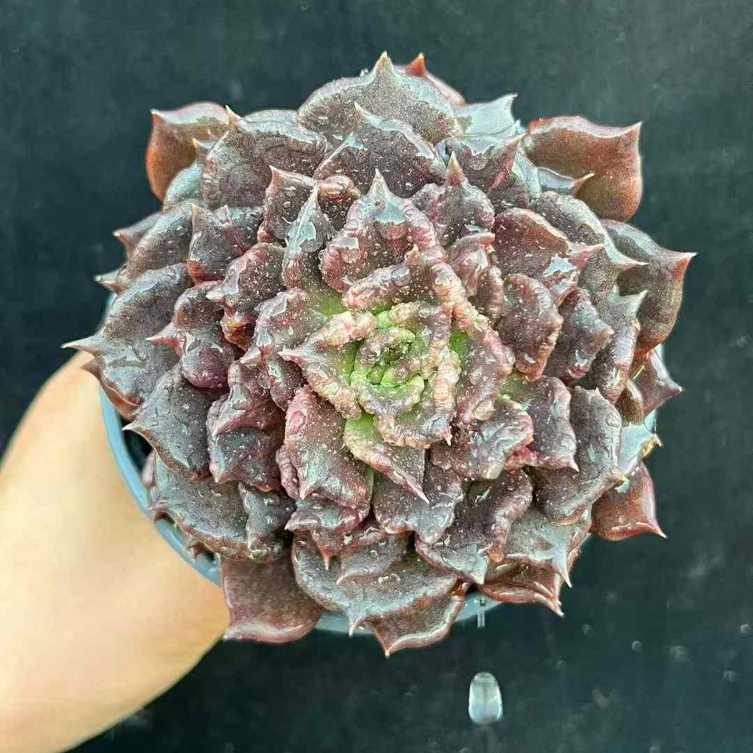 23609 ブラックマディバ（16cm pot）