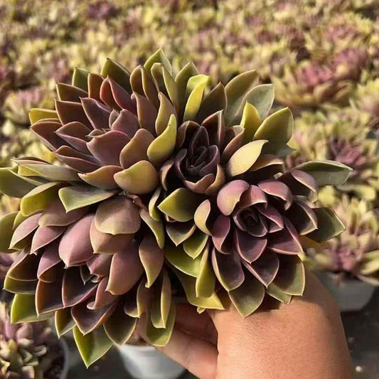 261021 ジョーンズ