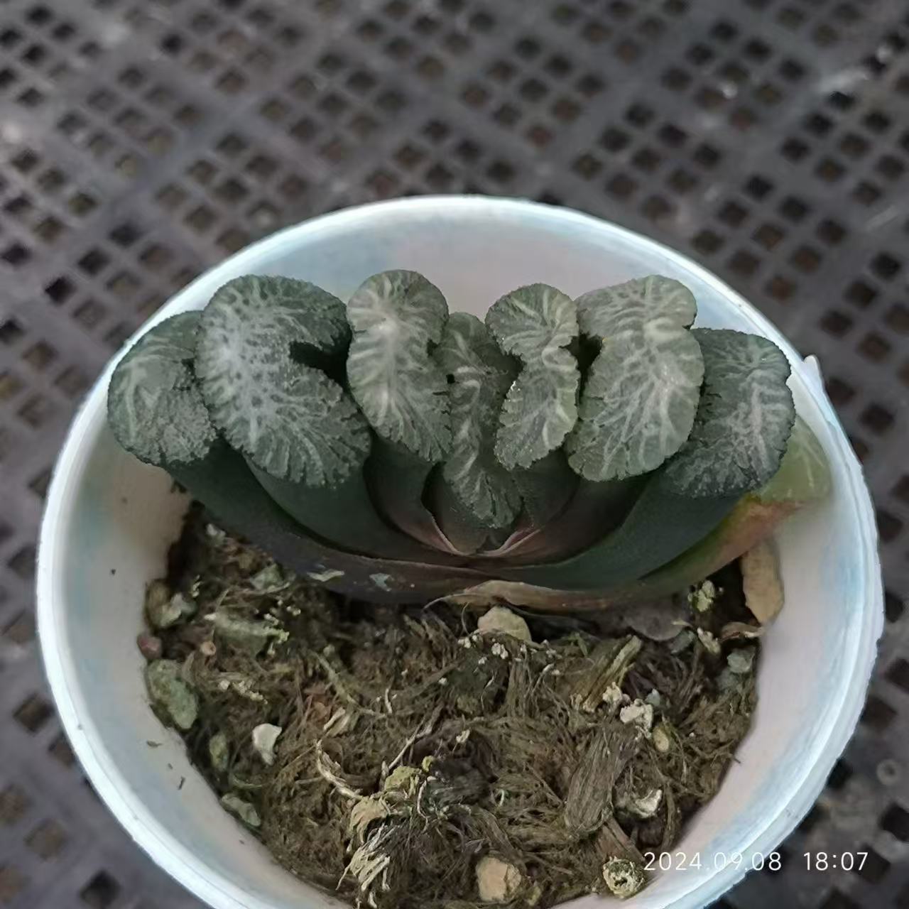 13206 ハオルチア　玉扇　トランカータ　ボルケーノ（8cm pot）