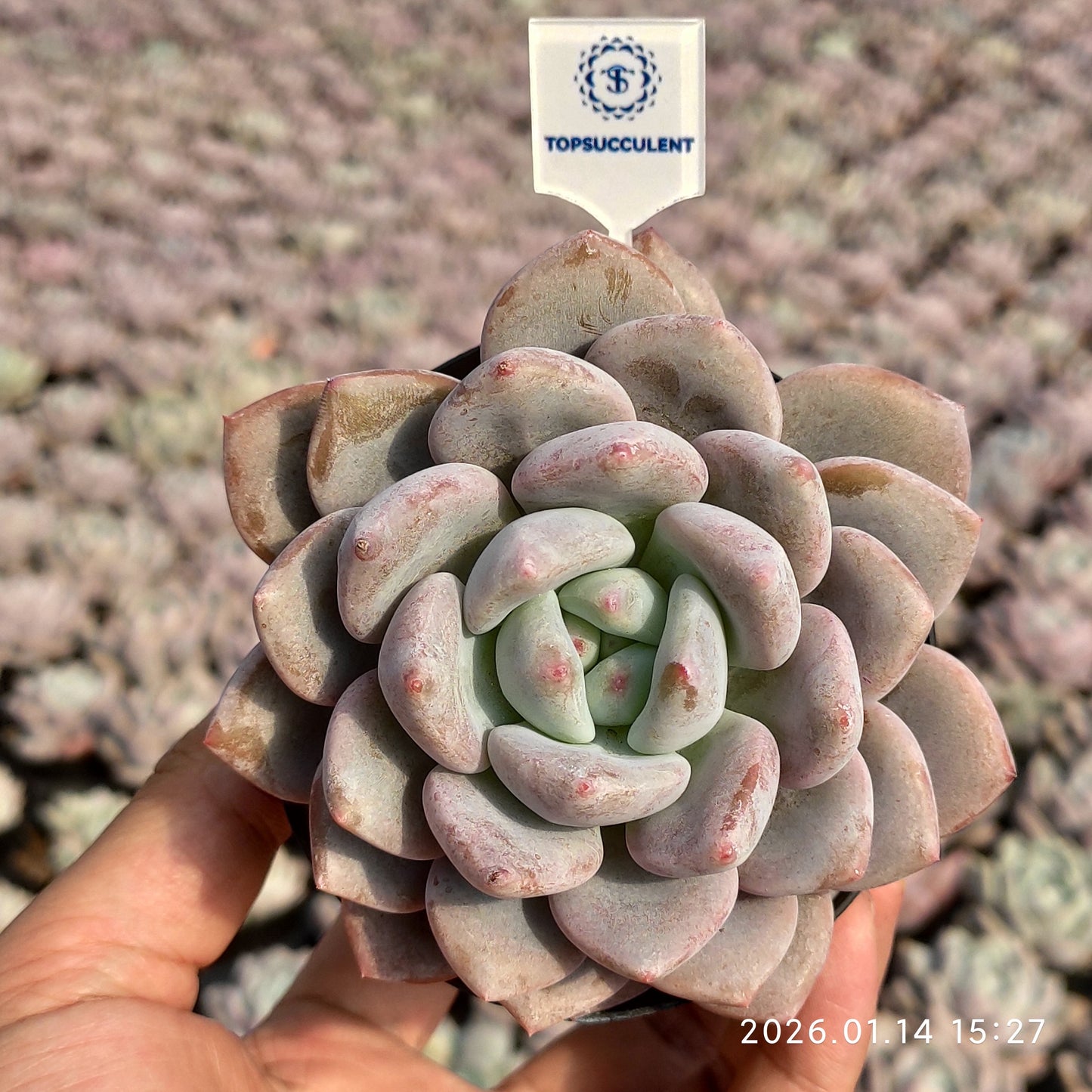 18747 OPアイスグリーン