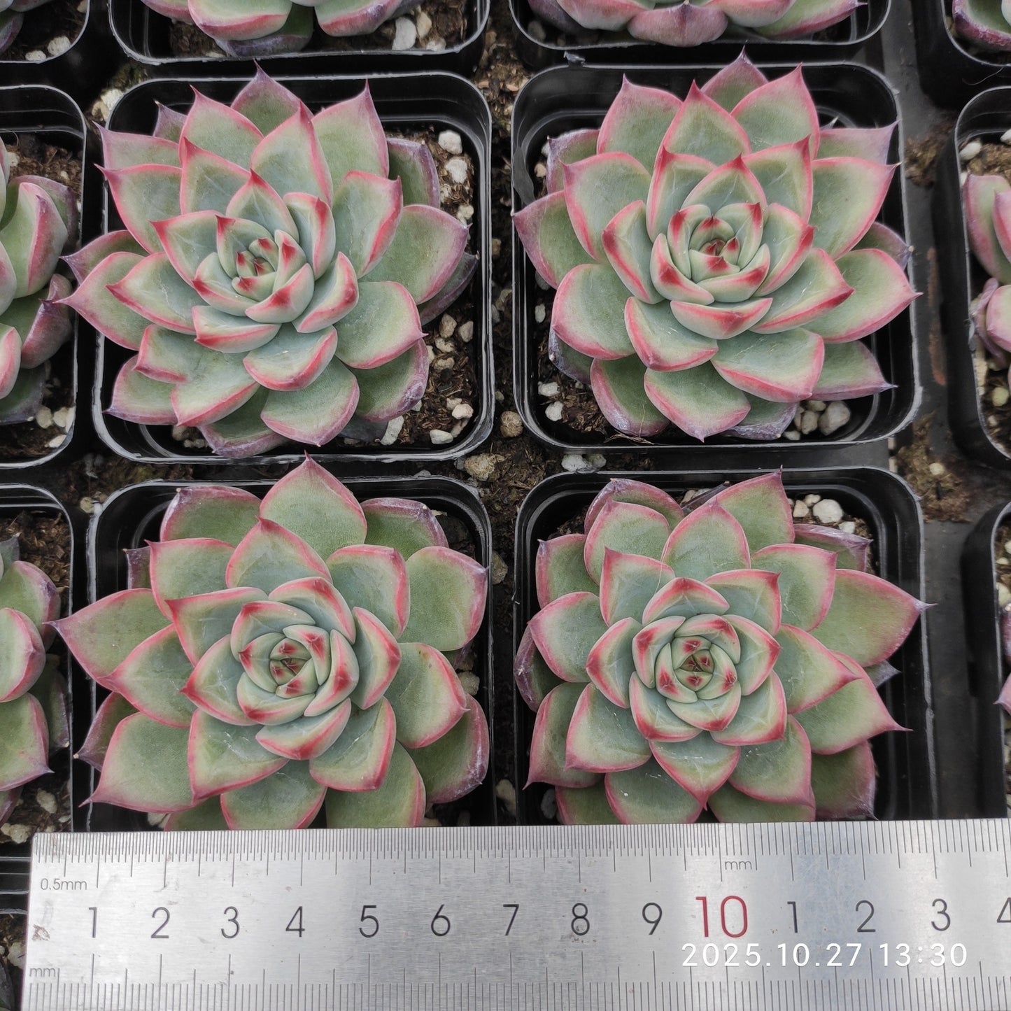 HG109 ファイヤーピラー（7cm pot）