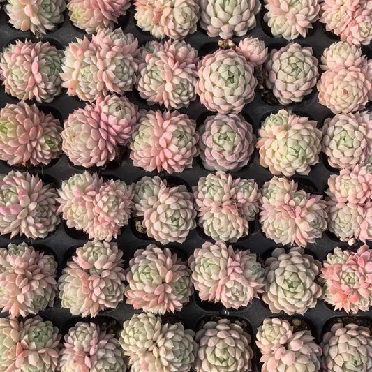 25440 ボールオブファット