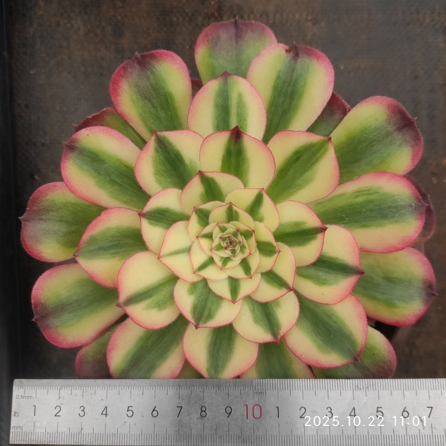 THH093 アエオニウム ライチー（18cm pot）