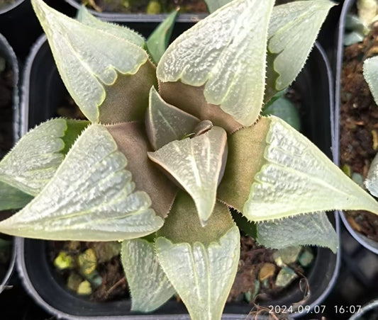 13158 ハオルチア バデア 泉水